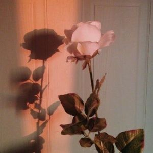 Meet your Posher, Ra - 10nk 866323